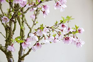 Prunus-bonsai Prunus incisa 'Kojo-no-mai'