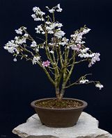 Prunus-bonsai Prunus incisa 'Kojo-no-mai'