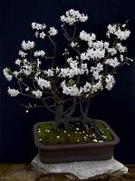 Prunus-bonsai Prunus domestica L. (Prunier)