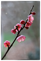 Prunus-bonsai Prunus mume Siebold & Zuccarini ( Abricotier du Japon)
