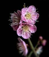 Prunus-bonsai Prunus mume Siebold & Zuccarini ( Abricotier du Japon)