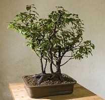 Prunus-bonsai Prunus domestica L. (Prunier)