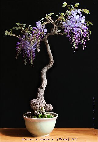 Glycine