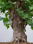 Ginkgo - bonsai Ginkgo biloba L.