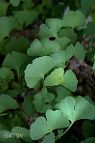 Ginkgo - bonsai Ginkgo biloba L.