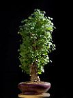 Ginkgo - bonsai Ginkgo biloba L.