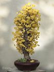 Ginkgo - bonsai Ginkgo biloba L.