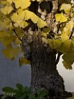 Ginkgo - bonsai Ginkgo biloba L.