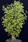 Ginkgo - bonsai Ginkgo biloba L.