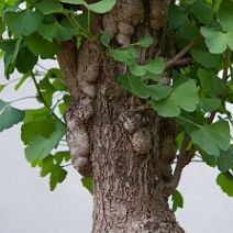 Ginkgo-bonsai Ginkgo biloba L.