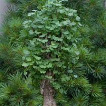 Ginkgo-bonsai Ginkgo biloba L.