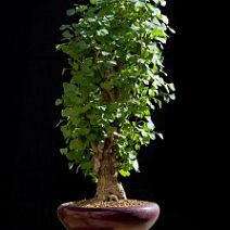 Ginkgo-bonsai Ginkgo biloba L.