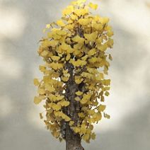 Ginkgo-bonsai Ginkgo biloba L.