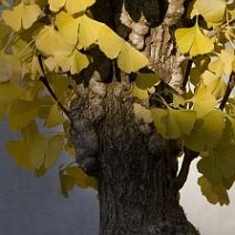 Ginkgo-bonsai Ginkgo biloba L.