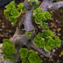 Ginkgo-bonsai Ginkgo biloba L.