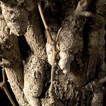 Ginkgo-bonsai Ginkgo biloba L.