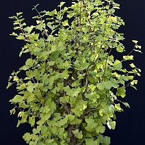 Ginkgo-bonsai Ginkgo biloba L.