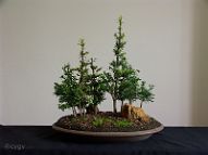 Bonsai-if-taxus Taxus baccata L. et Taxus baccata var. variegata Weston