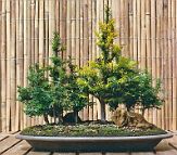 Bonsai-if-taxus Taxus baccata L. et Taxus baccata var. variegata Weston