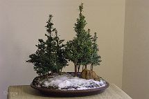 Bonsai-if-taxus Taxus baccata L. et Taxus baccata var. variegata Weston