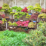 bonsai-saisons Printemps