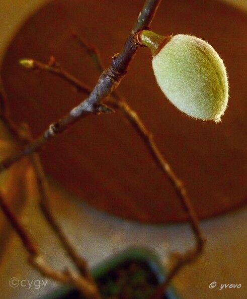 Prunus-bonsai Prunus mume var. 'Hibai' ( Abricotier du Japon)