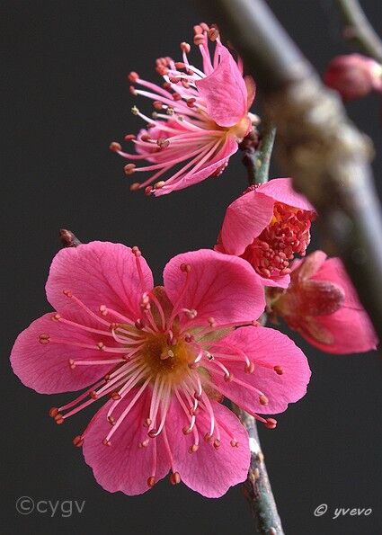 Prunus-bonsai Prunus mume var. 'Hibai' ( Abricotier du Japon)