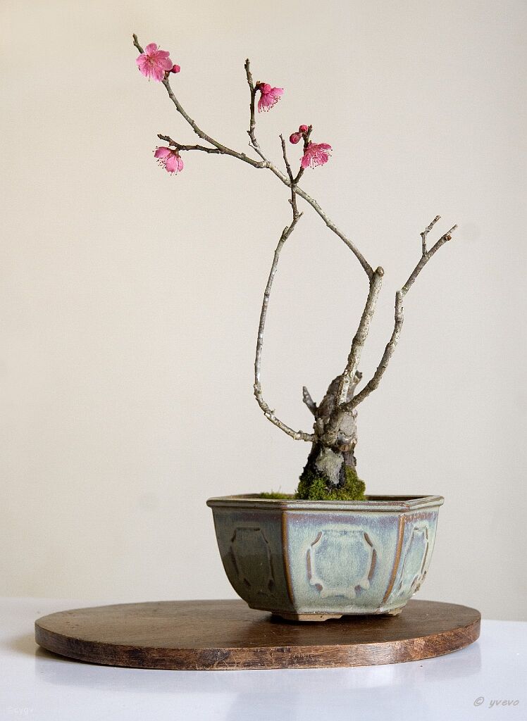 Prunus-bonsai Prunus mume Siebold & Zuccarini var. 'Hibai' ( Abricotier du Japon)