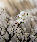 Prunus-bonsai Prunus domestica L. (Prunier)