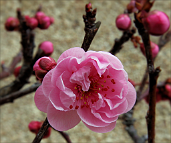 Prunus-bonsai Prunus hybride x blireana