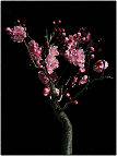 Prunus-bonsai Prunus hybride x blireana