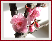 Prunus-bonsai Prunus hybride x blireana