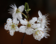 Prunus-bonsai Prunus domestica L. (Prunier)