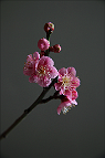 Prunus-bonsai Prunus mume Siebold & Zuccarini ( Abricotier du Japon)