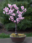 Prunus-bonsai Prunus hybride x blireana