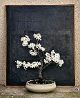 Prunus-bonsai Prunus domestica L. (Prunier)