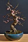 Prunus-bonsai Prunus mume Siebold & Zuccarini ( Abricotier du Japon)