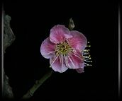 Prunus-bonsai Prunus mume Siebold & Zuccarini ( Abricotier du Japon)