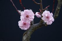 Prunus-bonsai Prunus hybride x blireana