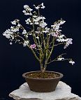 Prunus-bonsai Prunus incisa 'Kojo-no-mai'