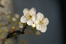 Prunus-bonsai Prunus domestica L. (Prunier)