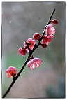 Prunus-bonsai Prunus mume Siebold & Zuccarini ( Abricotier du Japon)