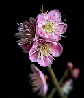 Prunus-bonsai Prunus mume Siebold & Zuccarini ( Abricotier du Japon)