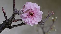 Prunus-bonsai Prunus hybride x blireana