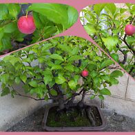 Prunus-bonsai Prunus domestica L. (Prunier)