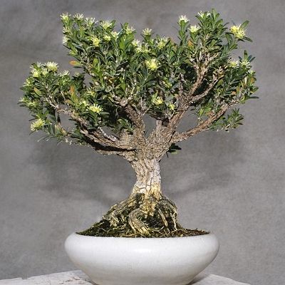 Bonsai-Buis-de-chine Buxus harlandii Hance