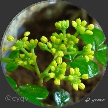 bonsai-Poivrier Zanthoxylum fragara