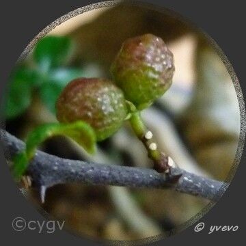 bonsai-Poivrier Zanthoxylum fragara