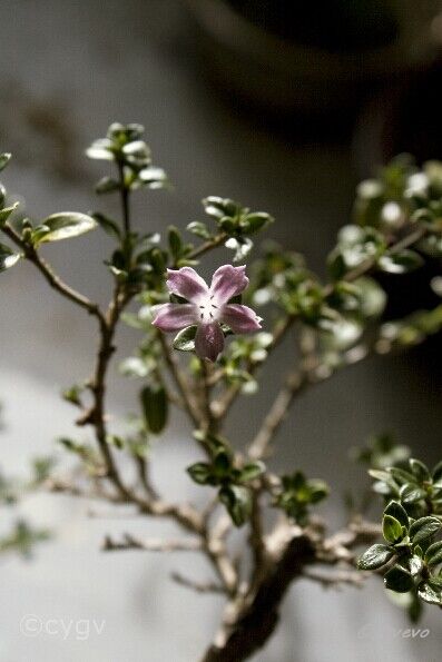 bonsai-serrissa Serissa foetida japonica 'pink mystic'