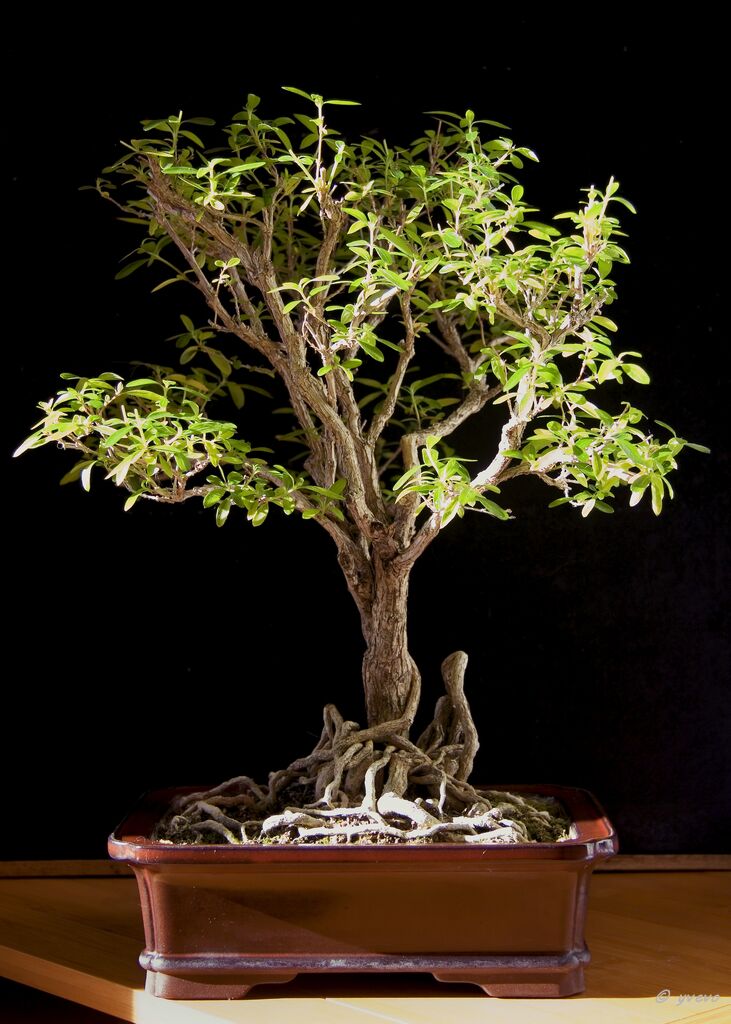 bonsai-serrissa Serissa foetida